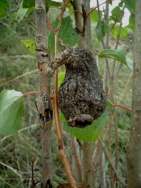 Galle: Pemphigus bursarius e Andricus lucidus